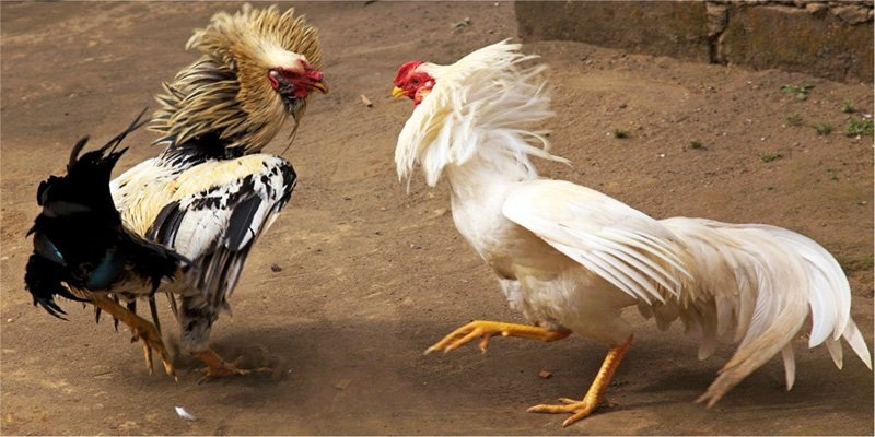 Luật Chơi Đá Gà Lông Chuẩn Không Phải Ai Cũng Biết