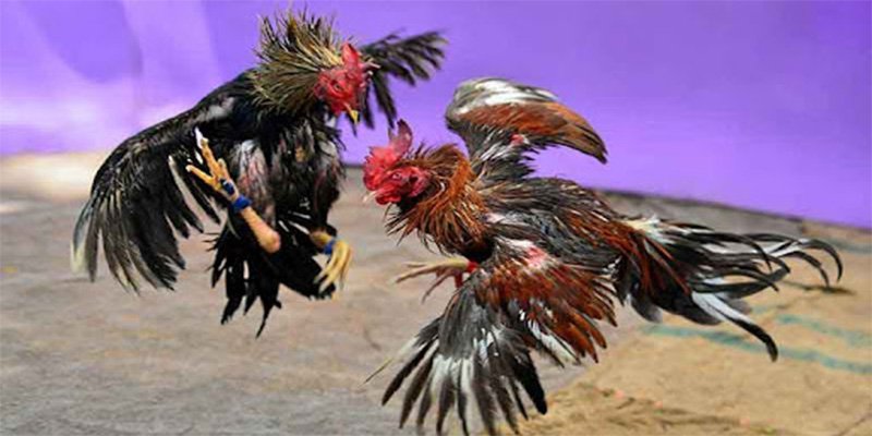 Một Số Thông Tin Về Đá Gà Lông