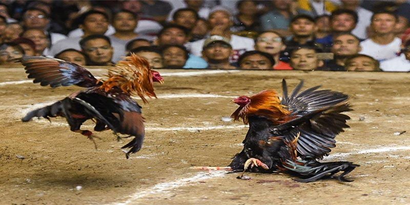 Tại Sao Hình Thức Đá Gà Lông Lại Được Yêu Thích?